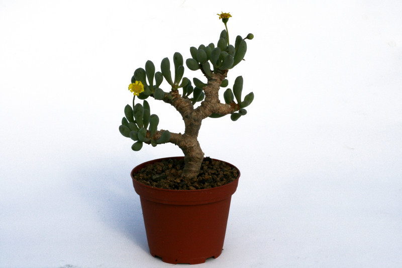 othonna clavifolia 4678