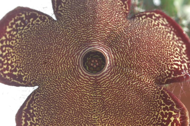edithcolea grandis 1731