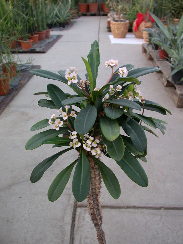 euphorbia lophogona 1305