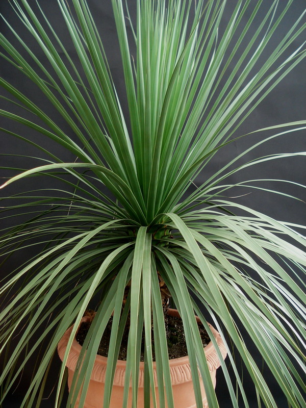 dasylirion graminifolium 2