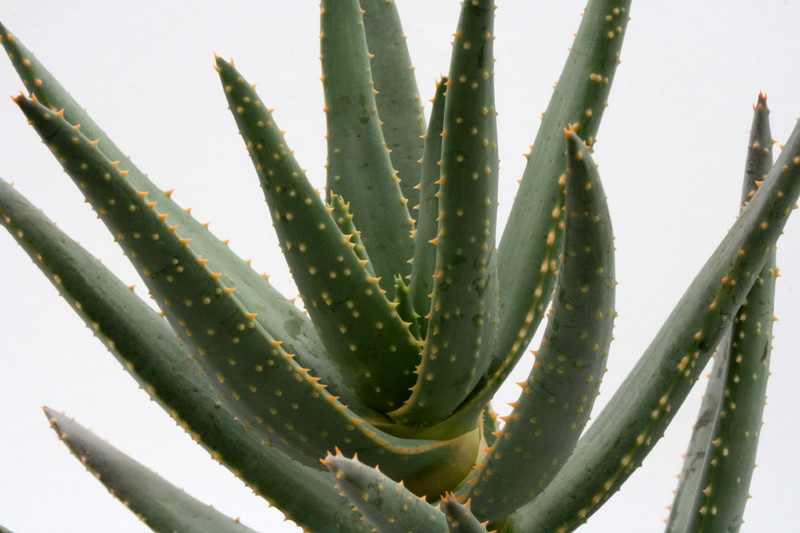 aloe dichotoma 6691