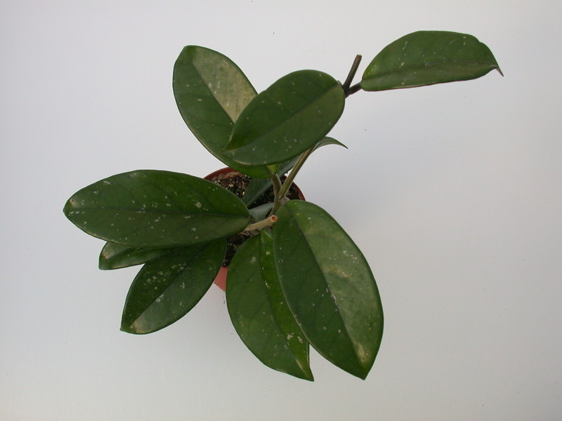 hoya carnosa 1413