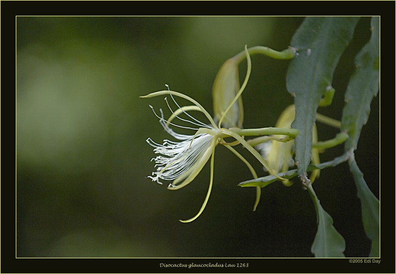 disocactus glaucocladus lau1263 day0900 n8