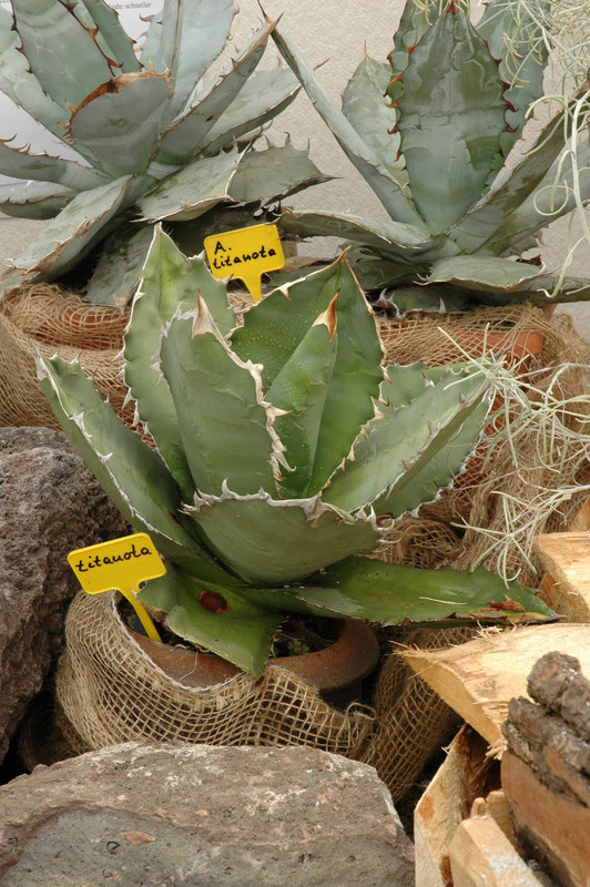 agave titanota