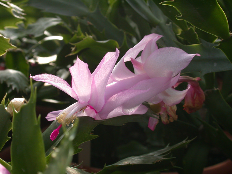schlumbergera pastel 01