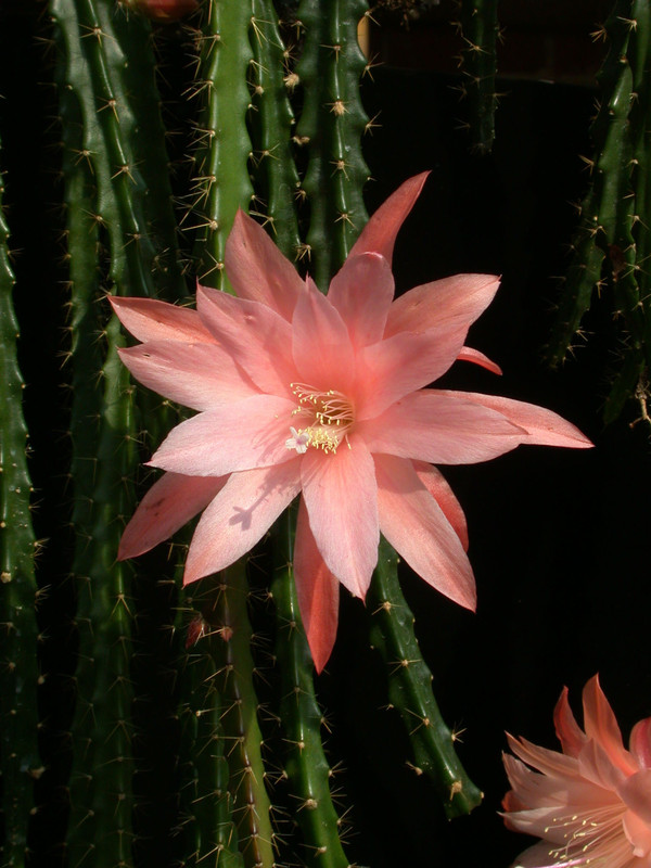 aporocactus wendy1