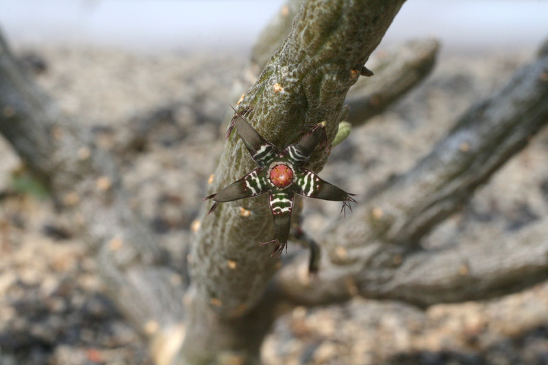 rhytidocaulon ciliatum rh265 9237