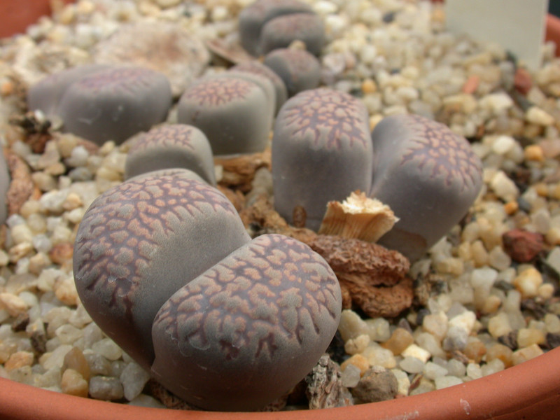 lithops comptonii 02