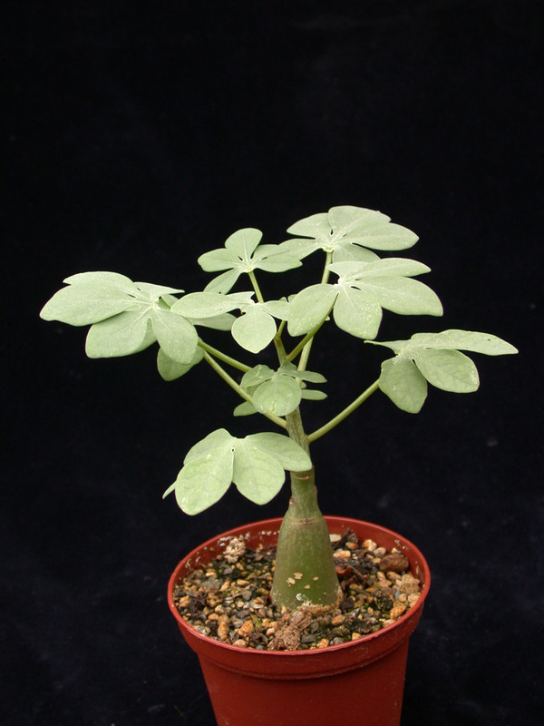 adenia glauca 01