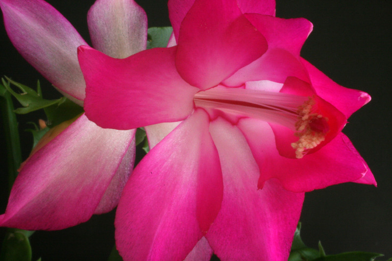 schlumbergera nonoco 5931