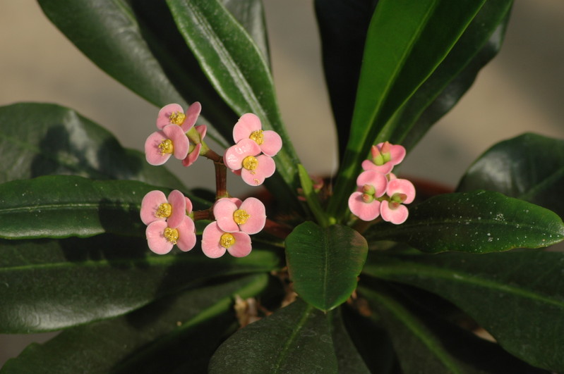 euphorbia lophogona 05