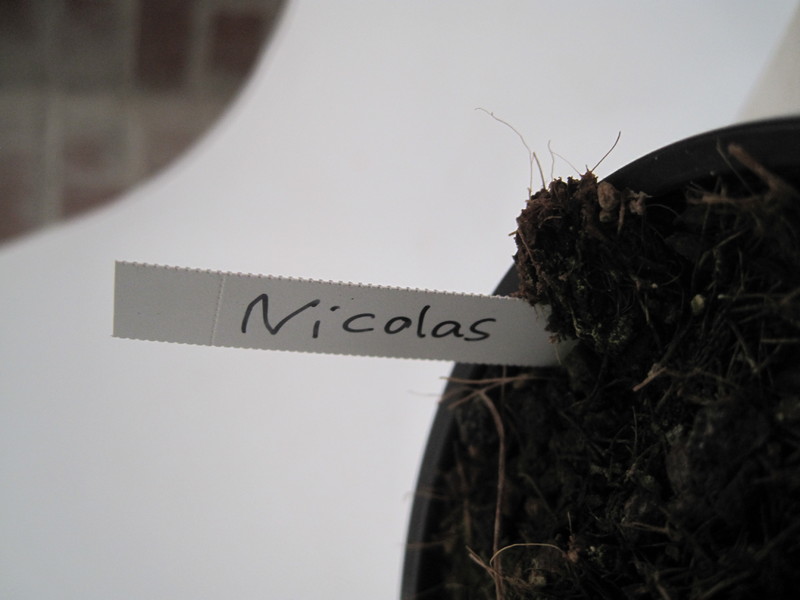 schlumbergera nicolas 7758