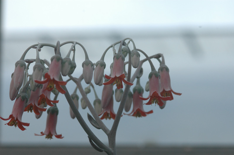 cotyledon undulatum 02