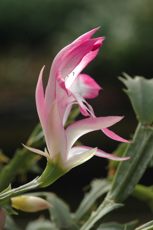 schlumbergera hatherton charm 226