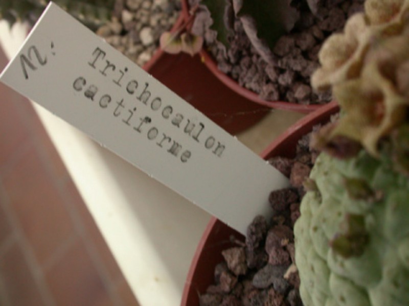 trichocaulon cactiforme 03