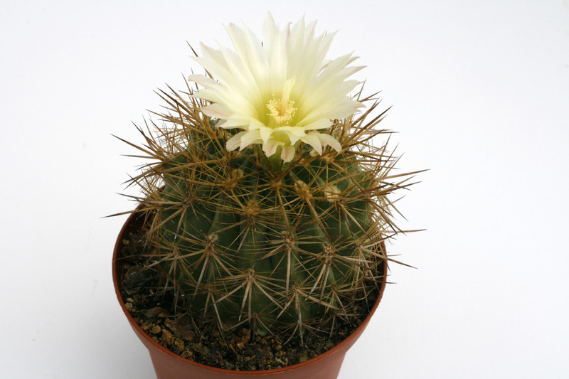 neoporteria albidiflora 9894