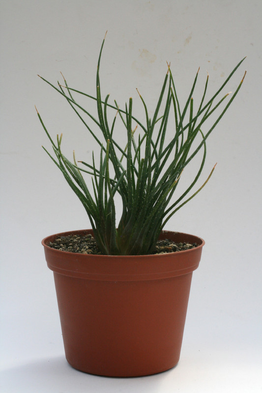 aloe lowiea 7679
