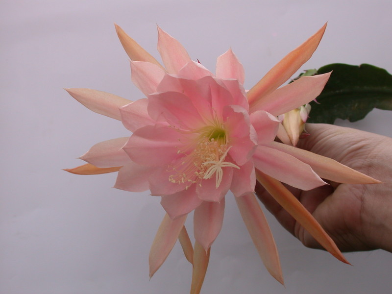 eh lotus 7561 100
