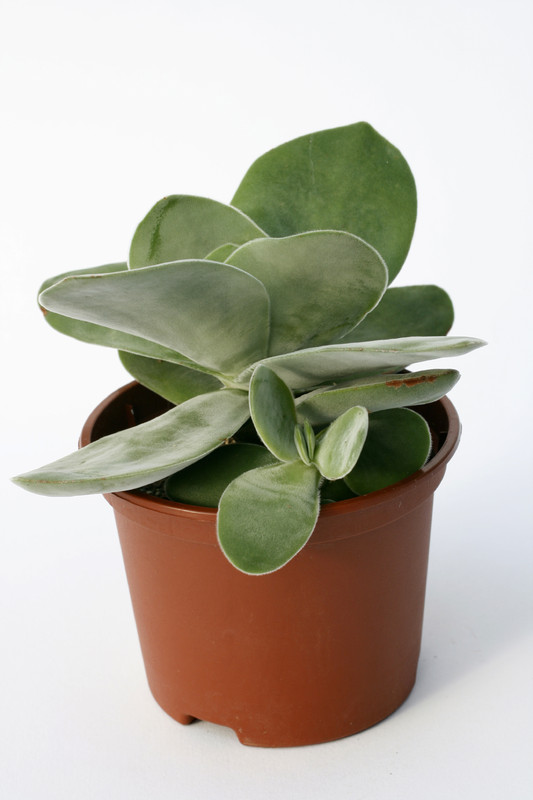 crassula falcata mausohr 7223