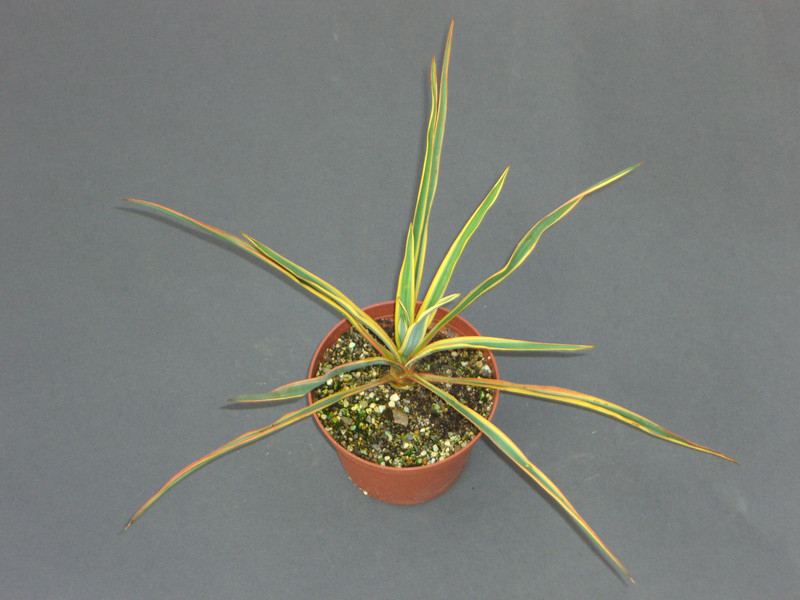 yucca filamentosa bright edge 2164