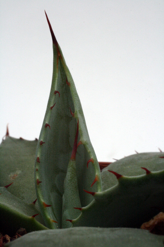agave parryi djf138 0140