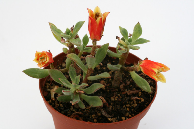 echeveria harmsii 2448