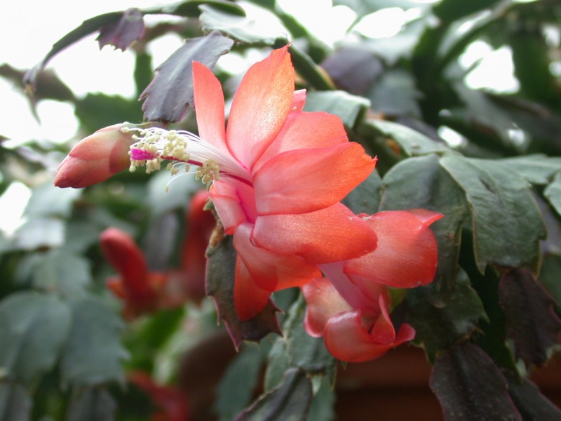 schlumbergera thor vida 08