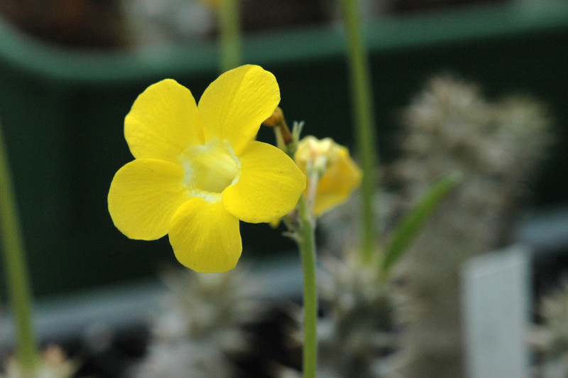 pachypodium bicolor 02