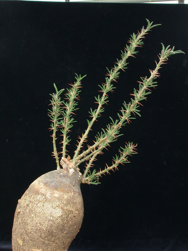 pachypodium succulentum gross 04