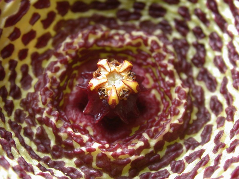 orbea verrucosa 03