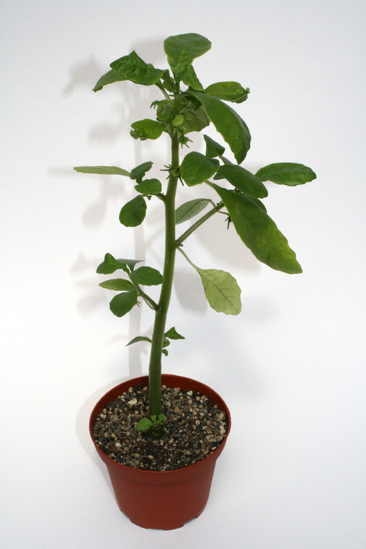 dorstenia carnulosa 3995