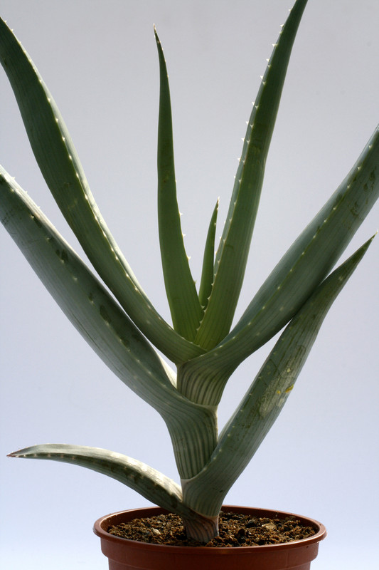 aloe comosa 8118