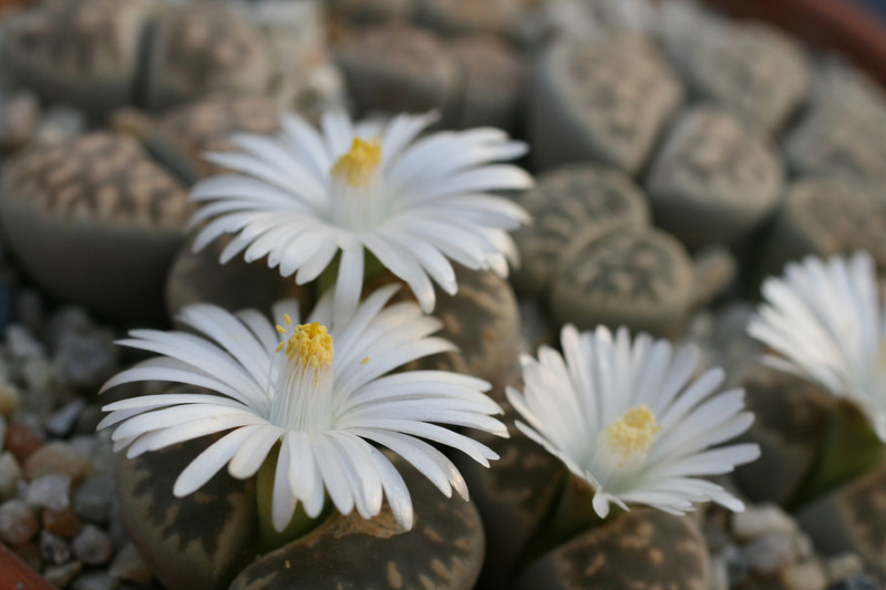 lithops karasmontana bella 43 0208
