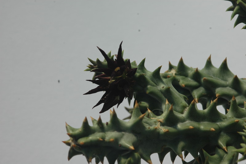 quaqua mammillaris 1752