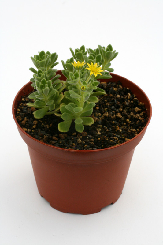 sceletium tortuosum 9838