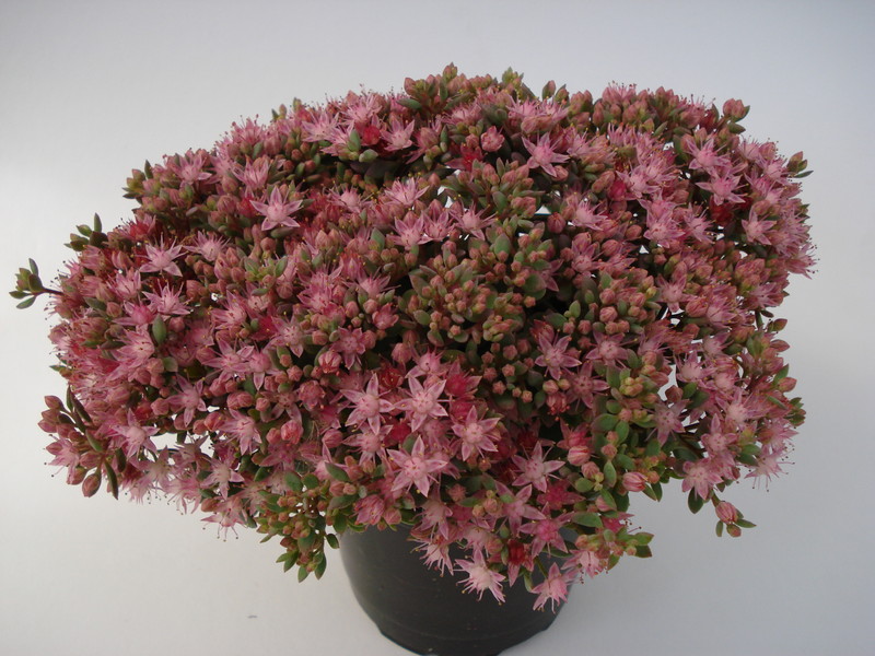 sedum cauticolum 692