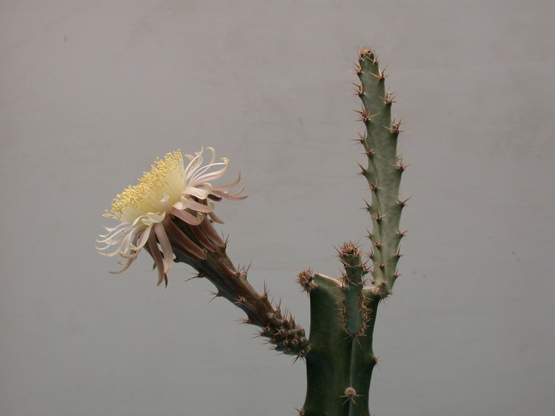 peniocereus cuixmalensis 33