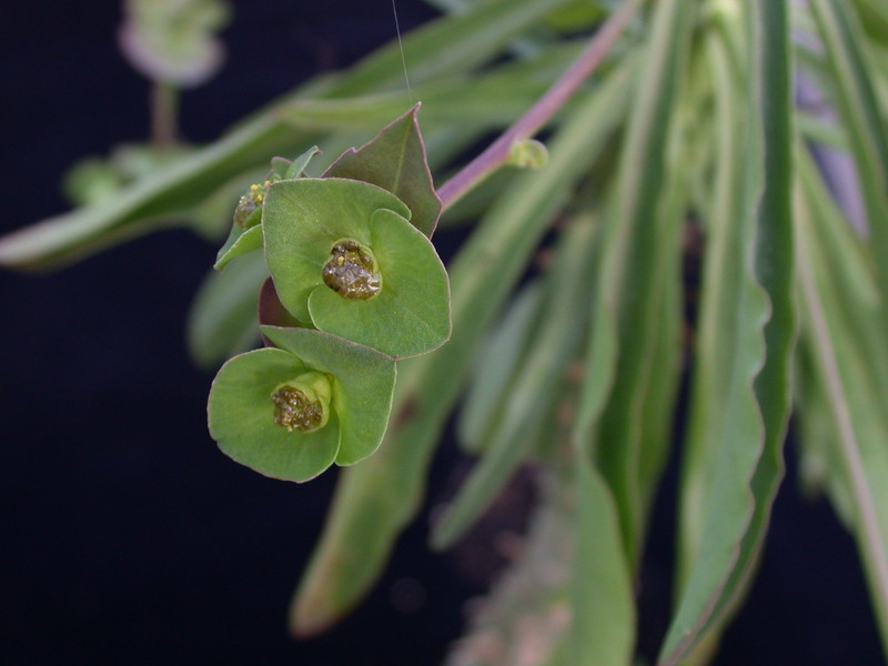 euphorbia bubalina 02