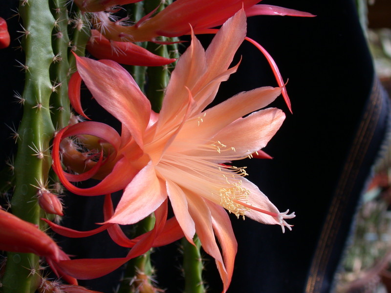 aporocactus orange queen 980367