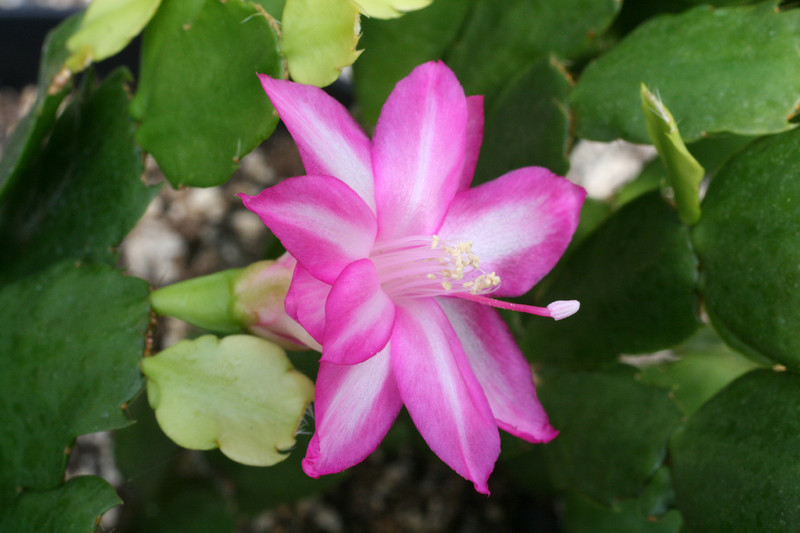 schlumbergera madonga vergleichen 8624