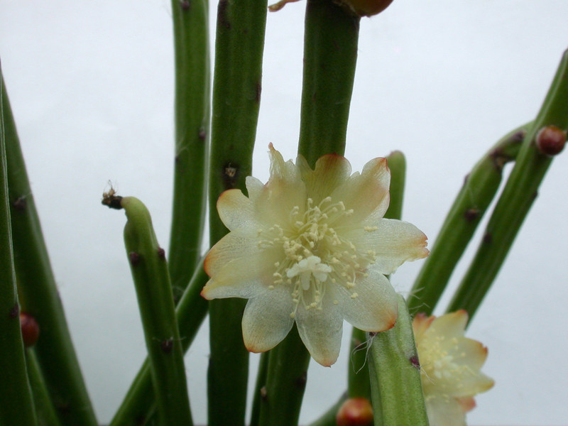 rhipsalis grandiflora 01