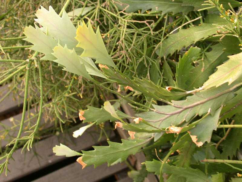 rhipsalis houlletiana 01