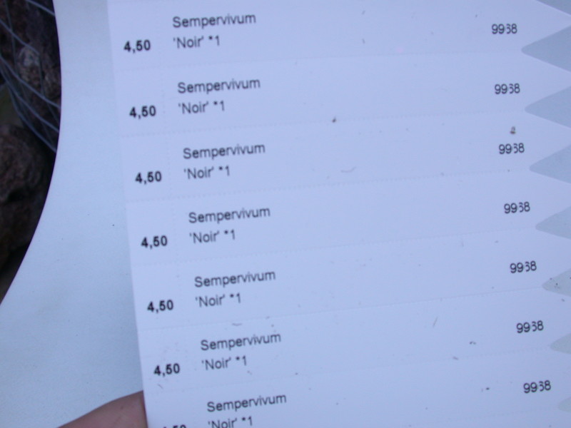 sempervivum noir 5768