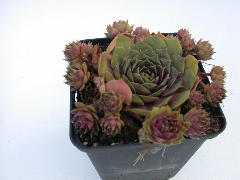 sempervivum tesoro 5753