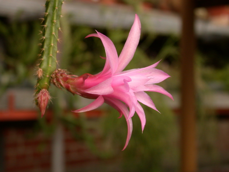 aporocactus nelly paetz 8943