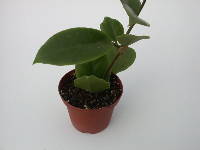 hoya crassiclaulis ipps1722 1432