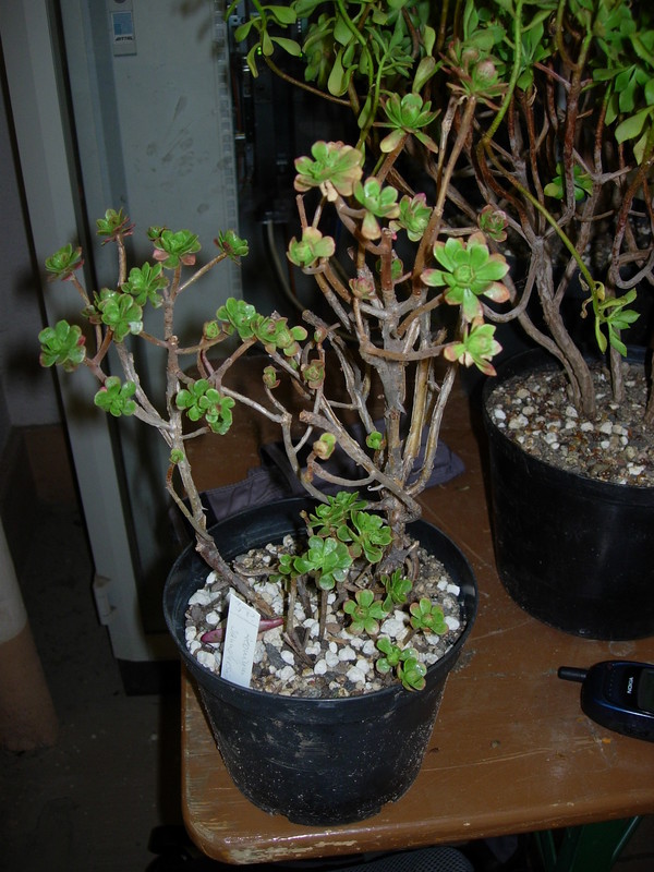aeonium saundersii DSCN5696