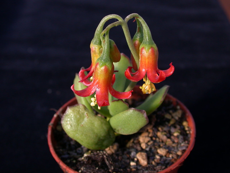 cotyledon galpinii 01