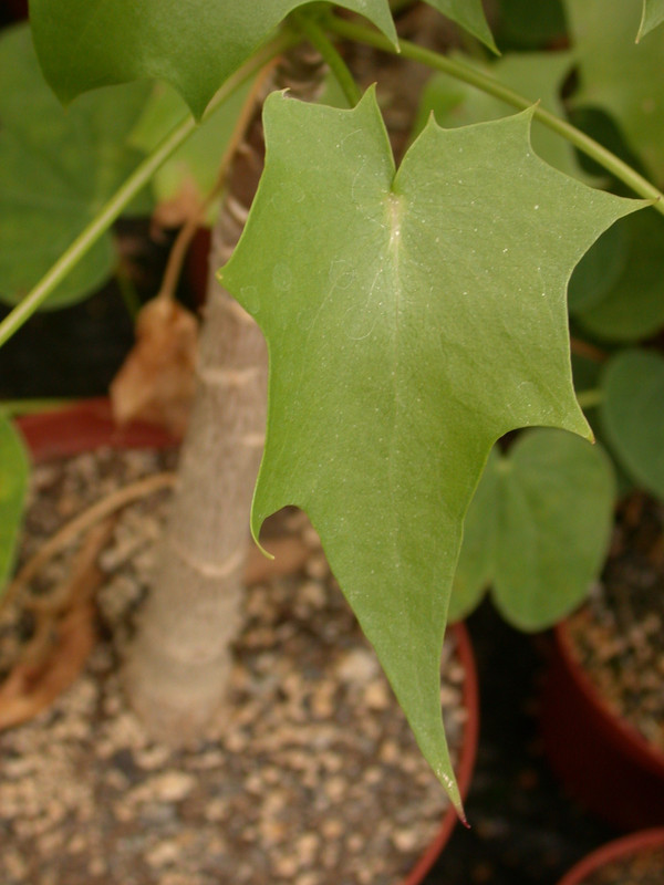 uncarina perrieri 03