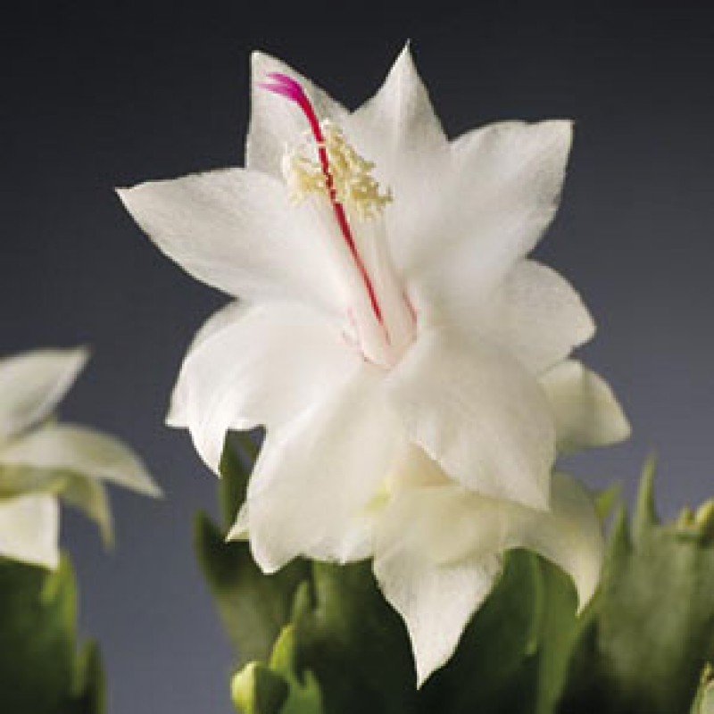 schlumbergera salvador brazil 535